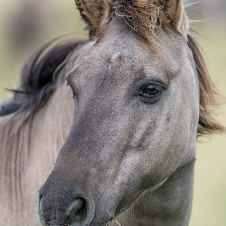 Ein graues Pferd mit einem seidigen Fell und aufmerksamen Augen.