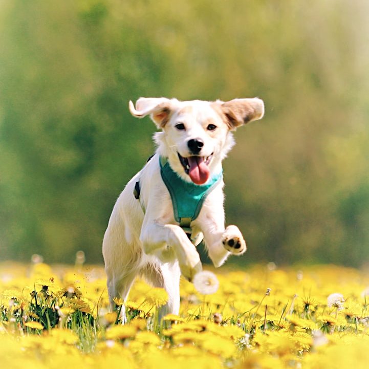 Ein fröhlicher Hund läuft durch ein Feld mit gelben Blumen.