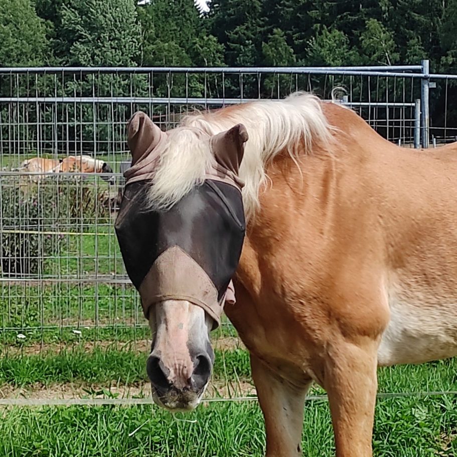 Pferd mit Fliegenhaube zum Schutz der Augen steht auf einer Weide.